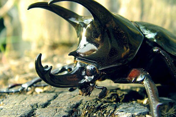 Kleine Insekten in einer großen Welt