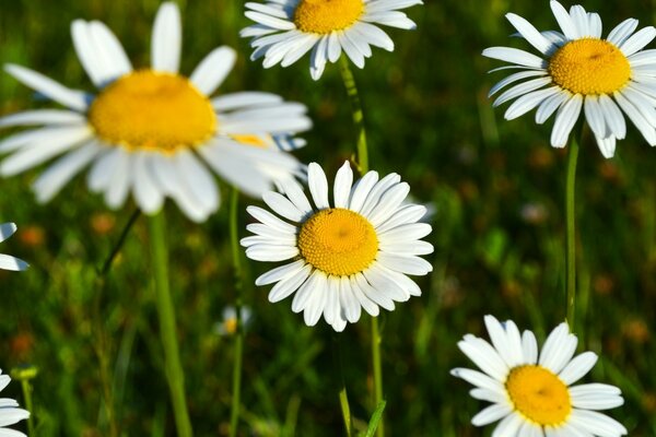 Daisies in the field close-up