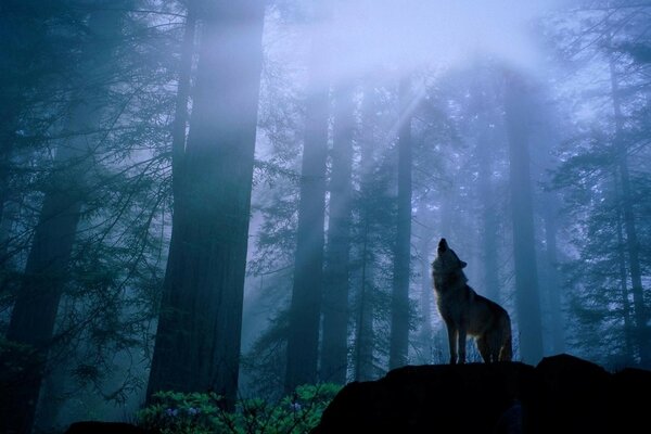 ذئب وحيد يعوي ، يقف على صخرة في وسط الغابة عند الفجر الضبابي