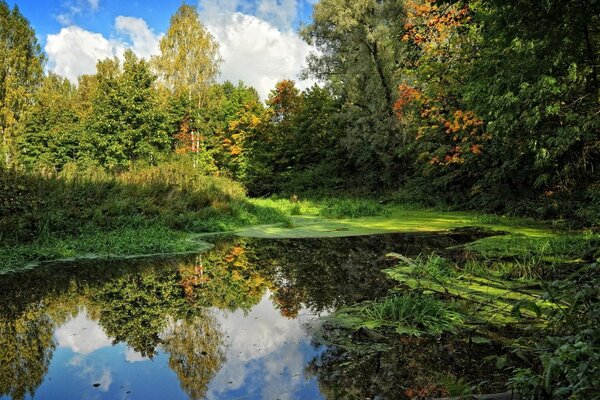 Beyond the swampy lake in the forest illuminated by the rays of the sun