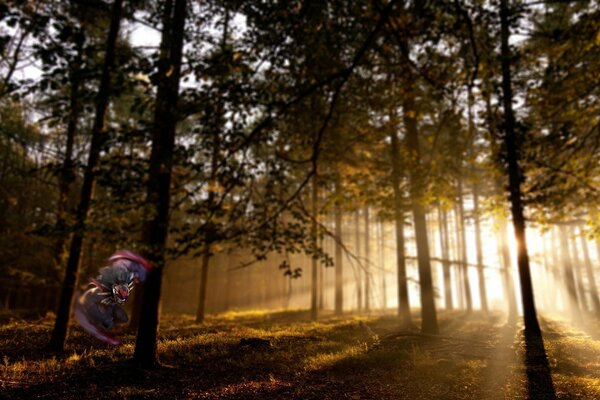 Hermoso paisaje forestal al amanecer