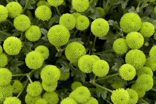 Fiore insolito di colore verde