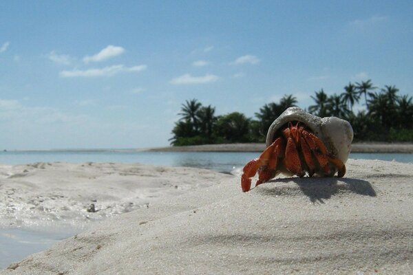 Krabbe im Sand vor dem Hintergrund von Palmen