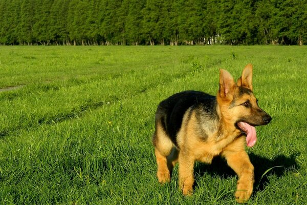 Perros, animales mamíferos en la hierba