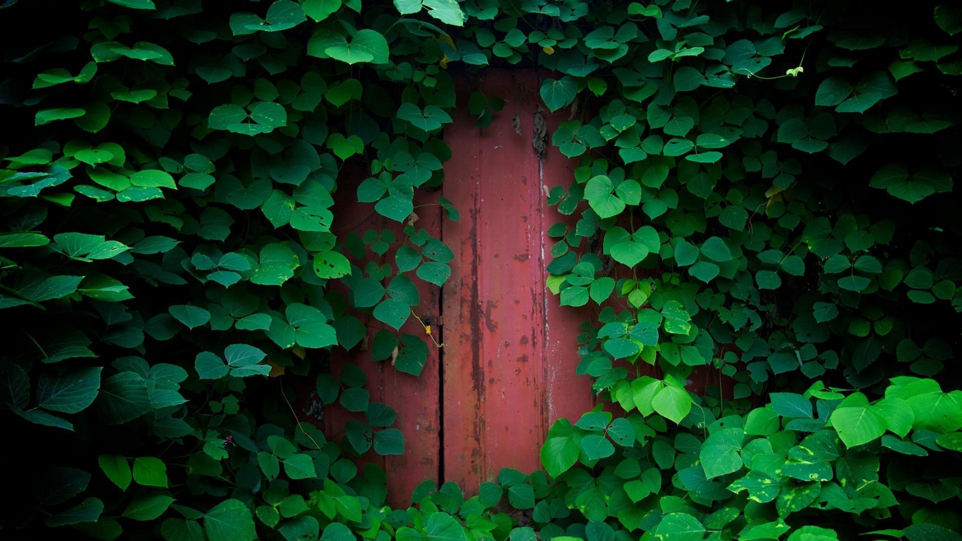 лист айви рабочего стола аннотация текстура сад стены клевер природа рост флора древесины удачи шаблон