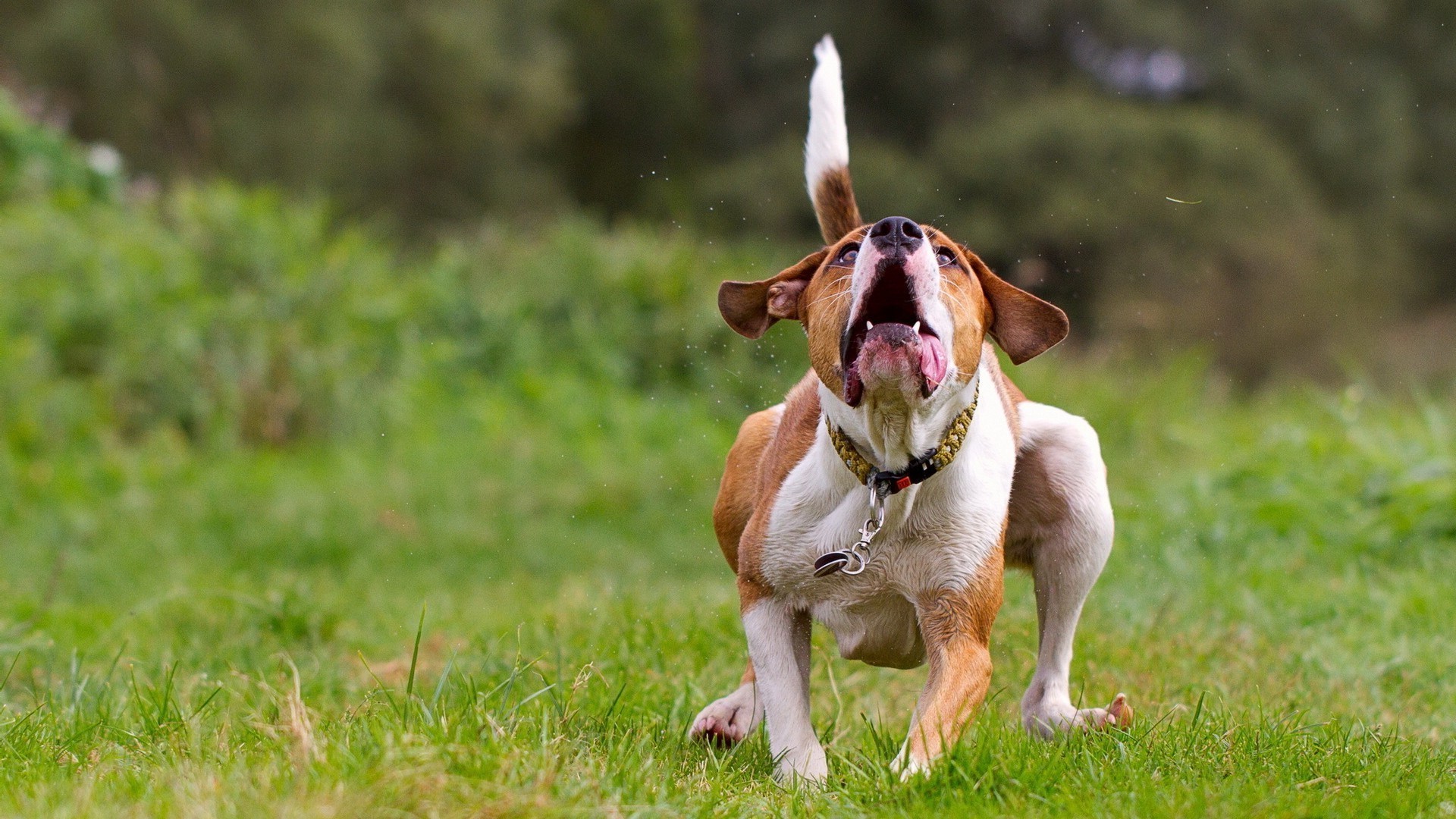 hunde gras tier säugetier hund hundespezialist haustier niedlich welpe natur feld wenig heuhaufen hound