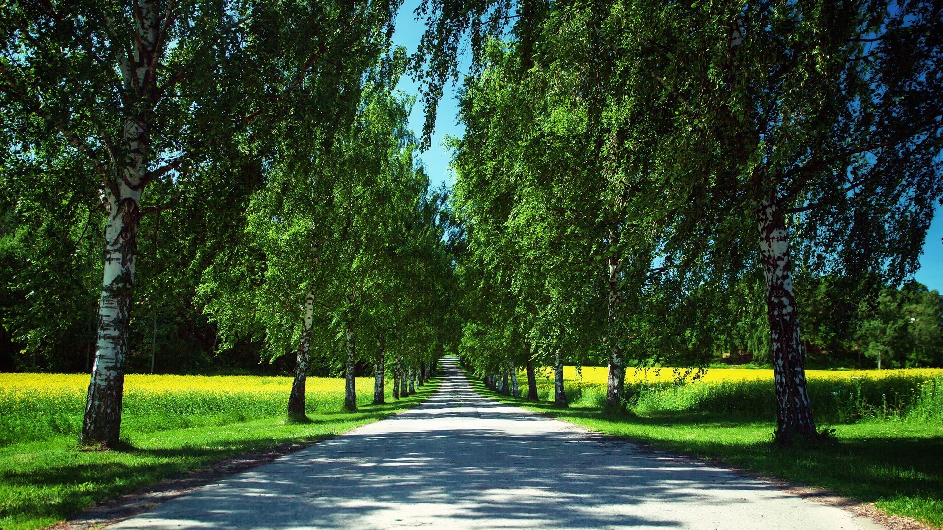 road tree landscape guidance nature leaf park rural grass wood environment summer fair weather alley lane outdoors bright season country