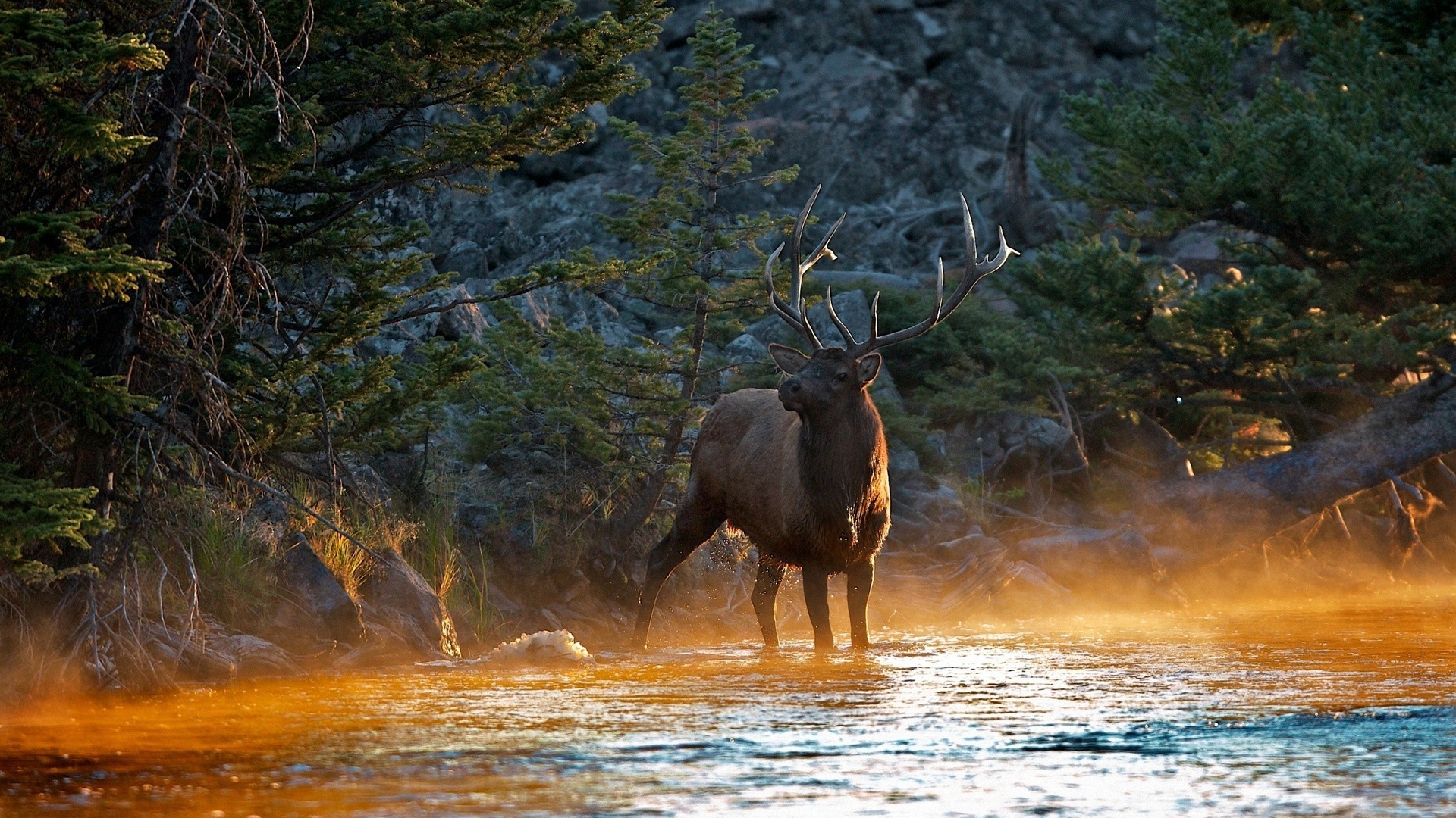 cervi acqua all aperto natura legno fauna selvatica viaggi mammifero albero