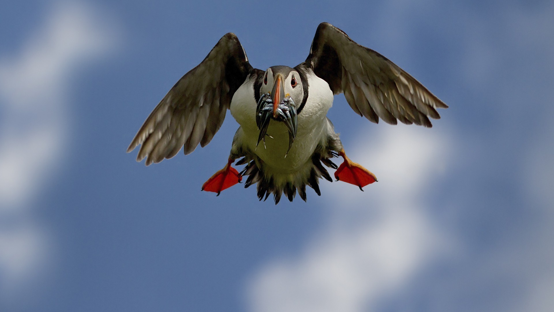 animaux oiseau vol faune animal voler nature aile ciel à l extérieur plume avian bec oiseaux un lumière du jour