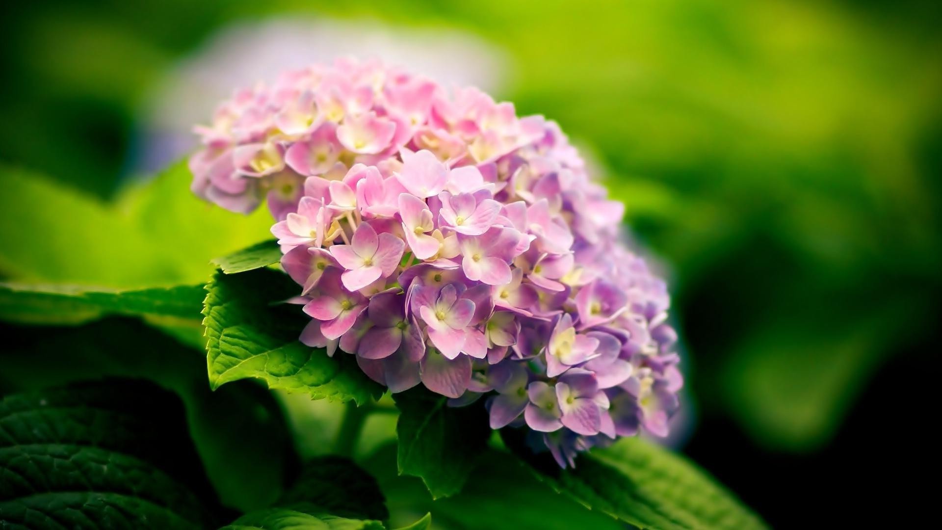 çiçekler doğa yaprak flora çiçek bahçe yaz petal yakın çekim çiçek çiçek açan güzel renk açık havada park parlak büyüme botanik sezon ortamlar