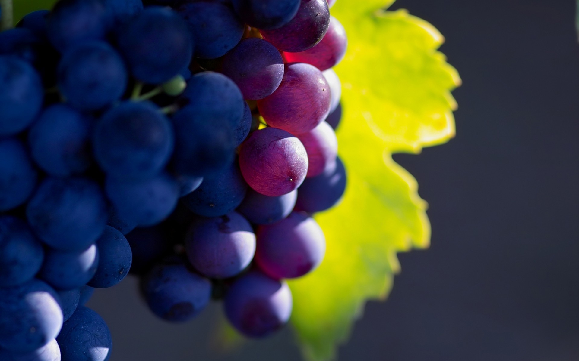 berries grape fruit vine nature vineyard cluster juicy winery summer grapevine viticulture leaf bunch wine food pasture flora