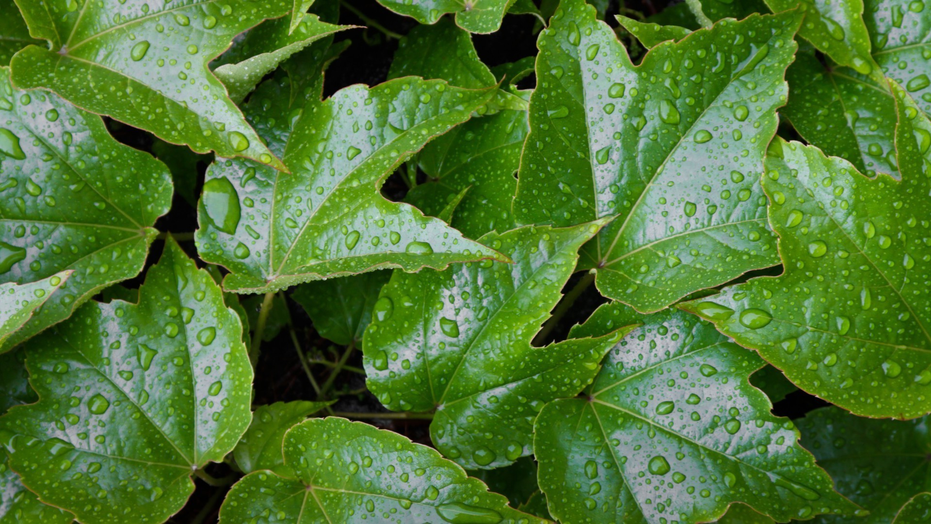 texture feuille flore nature croissance environnement pluie gros plan jardin été nourriture écologie