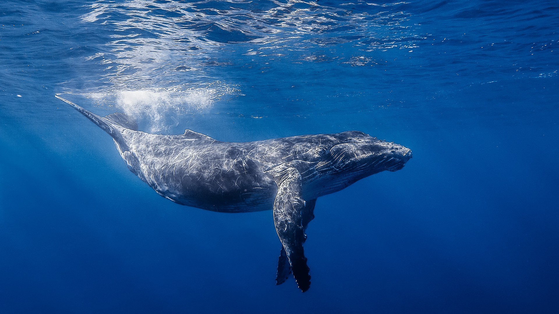 animals blower water underwater whale ocean swimming nature sea dolphin wildlife outdoors