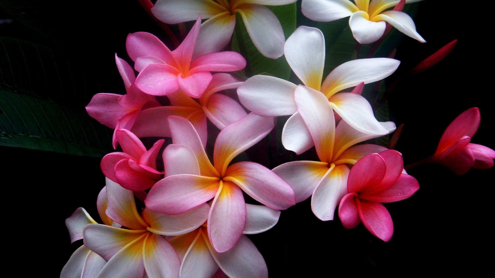 fleurs fleur frangipanier plumeria tropical nature pétale flore floral été jardin bluming belle feuille exotique aloha lumineux