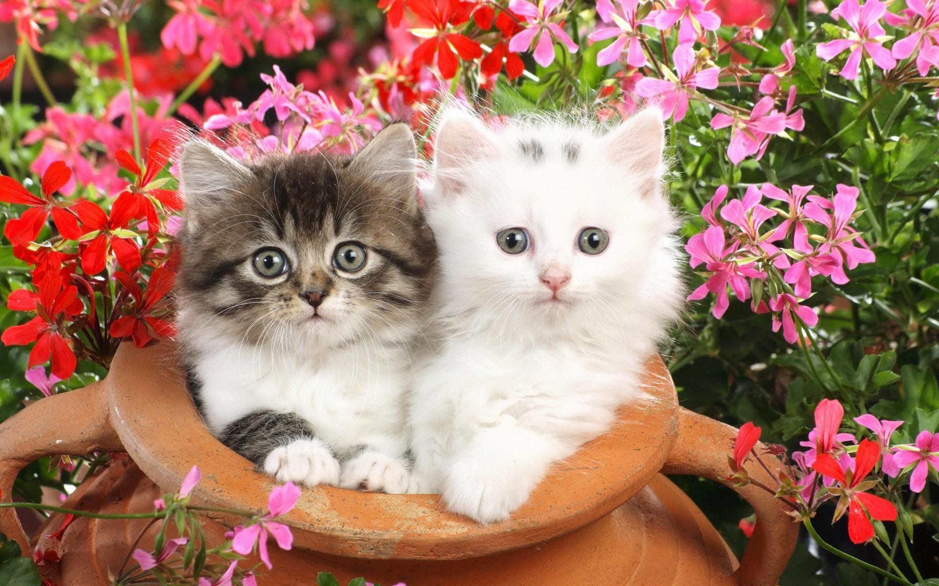 cats nature flower cute little beautiful