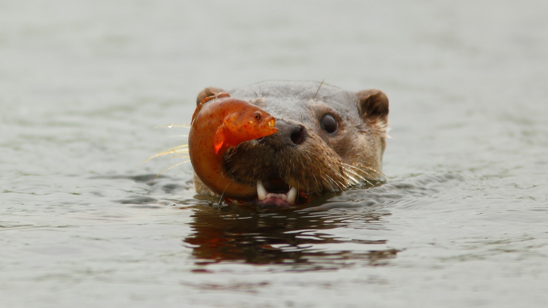 tiere wasser säugetier tierwelt tier natur nass