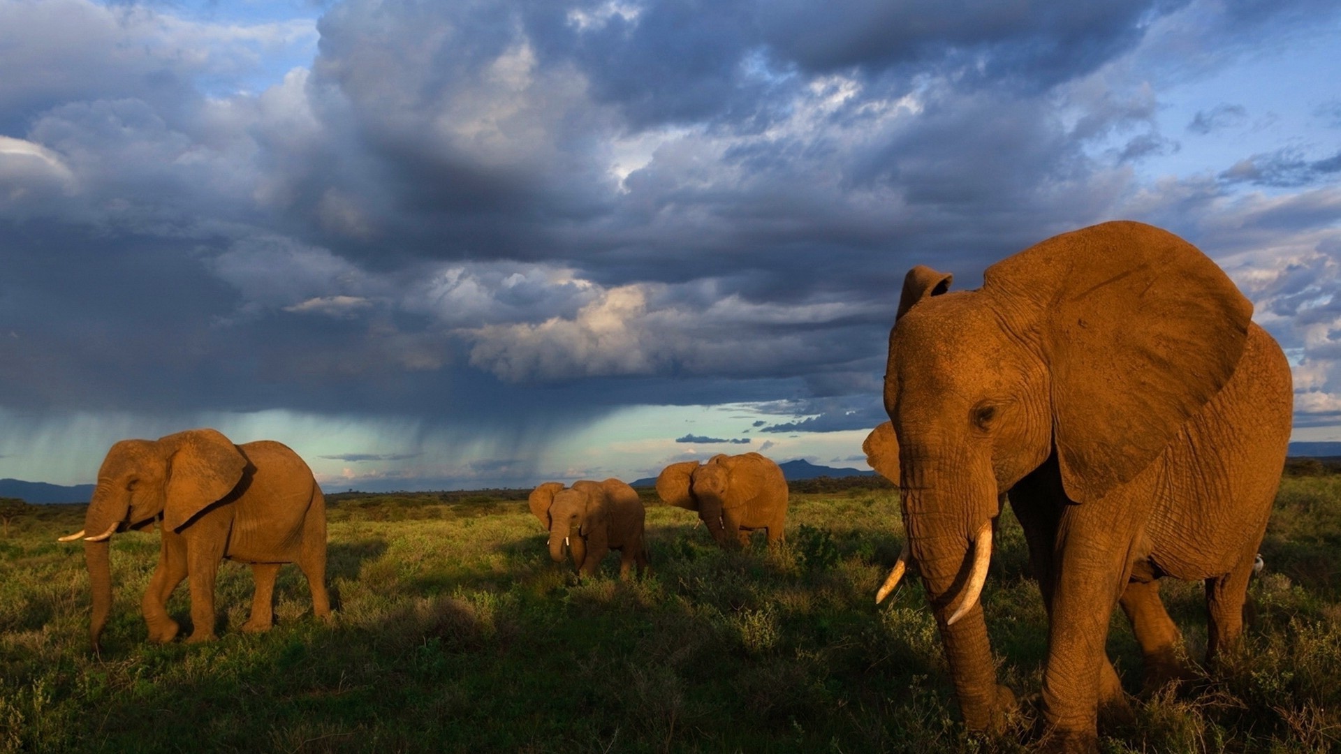 elefanti mammifero elefante erba fauna selvatica all aperto pascolo tramonto animale bestiame paesaggio mucca viaggi elefante africano