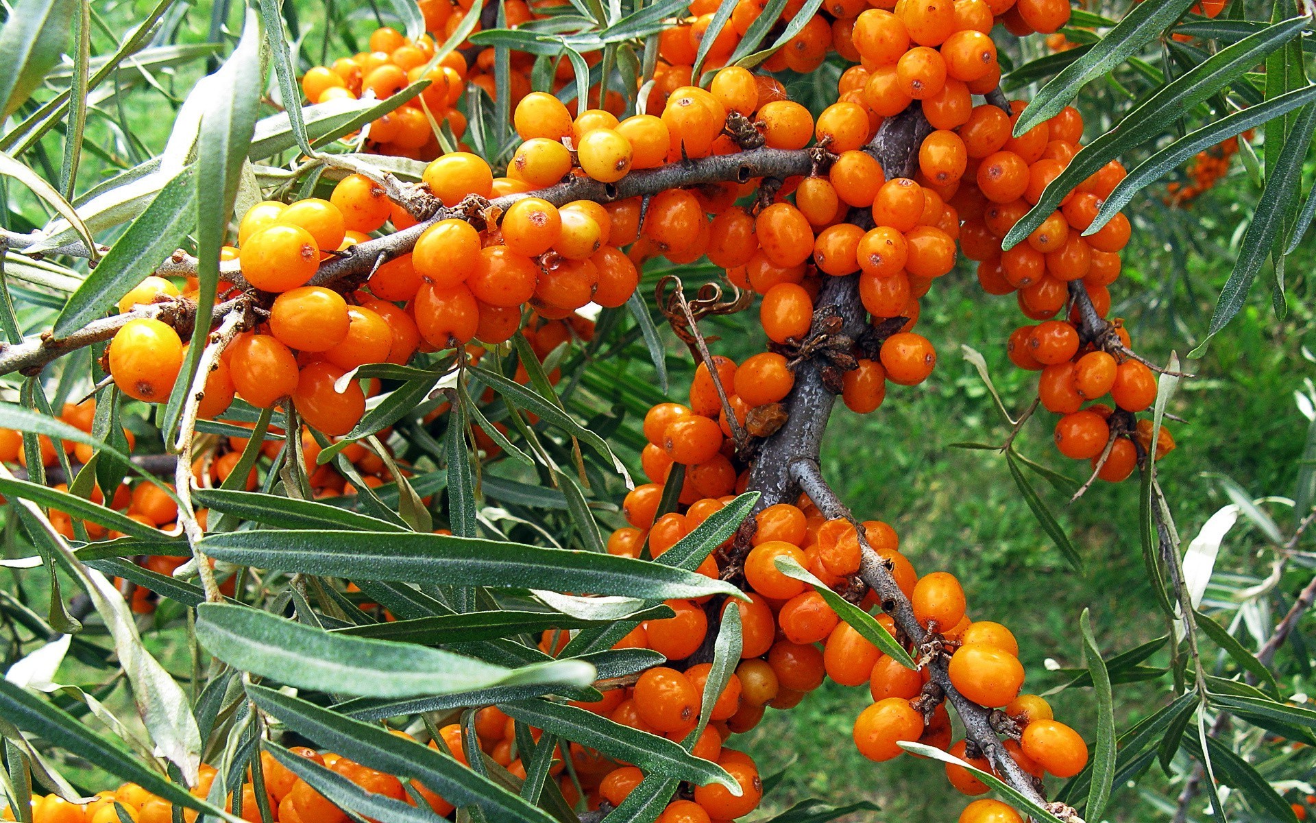 alimentos e bebidas frutas comida folha natureza pasto crescer agricultura vegetal jardim colheita saudável flora baga árvore ramo pilha cluster saúde fazenda