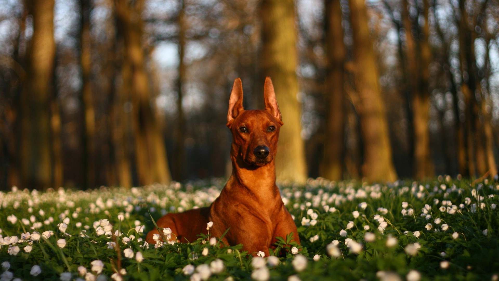 chien nature à l extérieur chien herbe fleur portrait parc bois foin mammifère