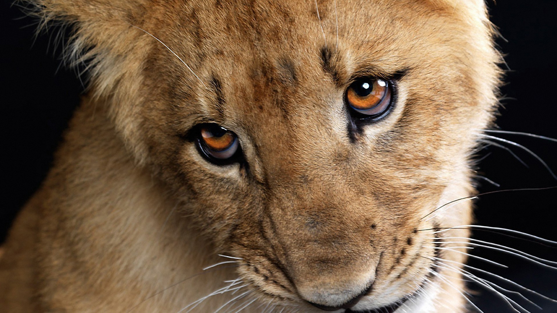 löwen katze säugetier tier löwe tierwelt raubtier fell porträt zoo auge fleischesser safari jäger groß wild niedlich schnurrbart