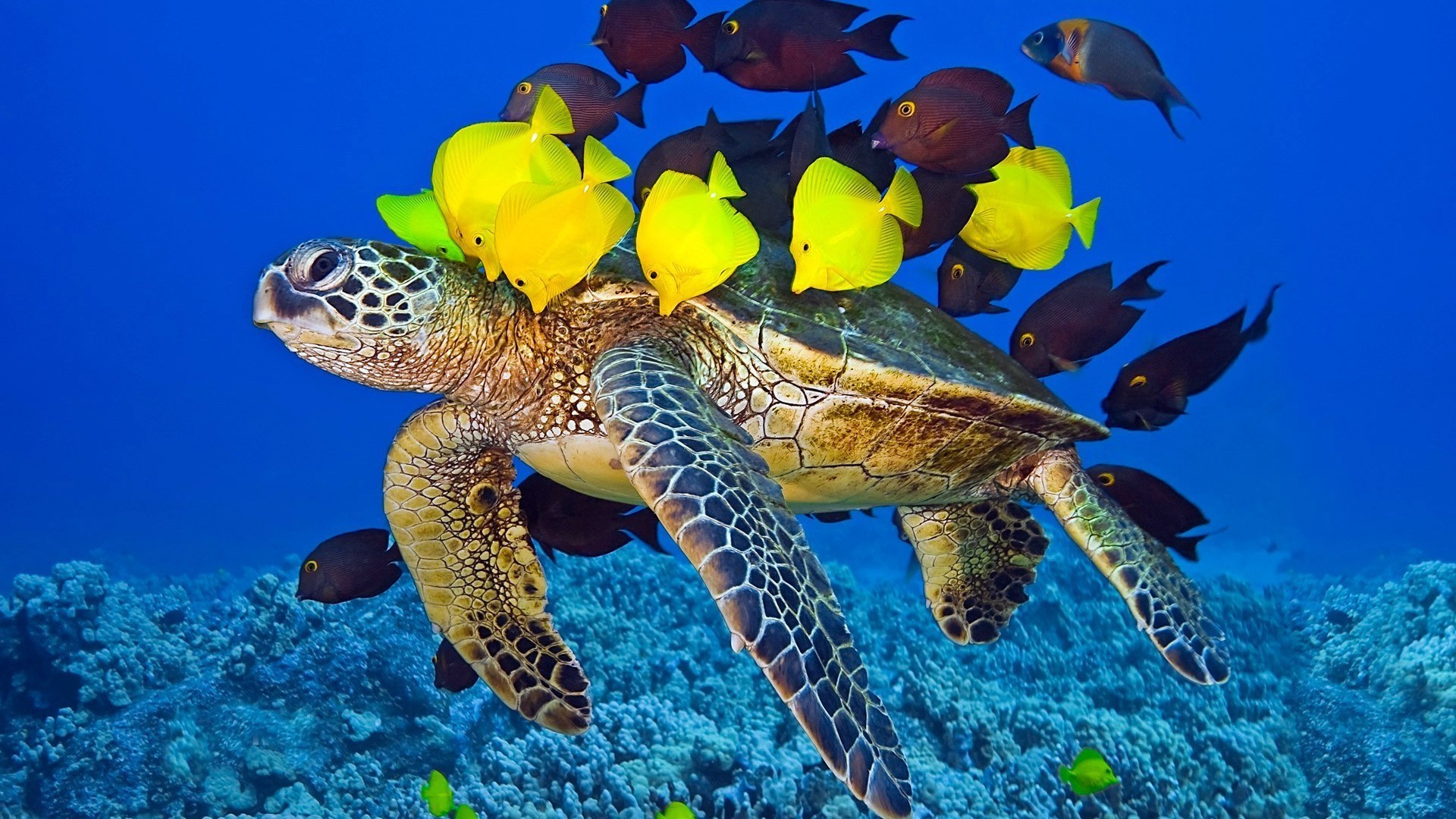 animais debaixo d água peixes coral tropical natureza natação recife mar oceano tartaruga vida selvagem snorkeling fuzileiro naval mergulho água animal aquário exótico água mergulho