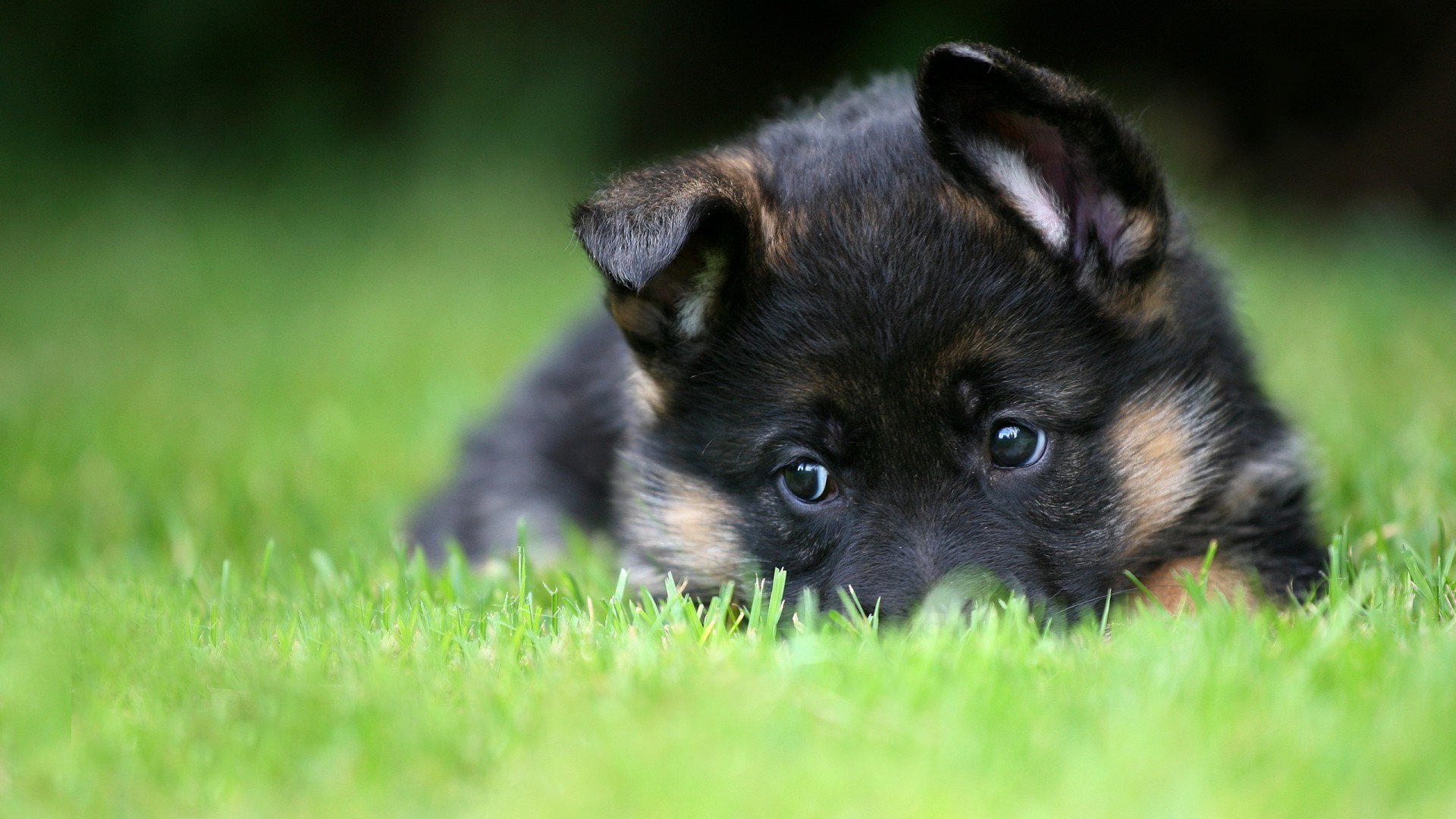 cani cane canino mammifero carino erba pet animale cucciolo piccolo ritratto pelliccia anteprima domestico occhio giovane fieno