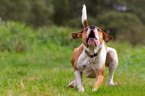 Ein lustiger Hund läuft über den Boden