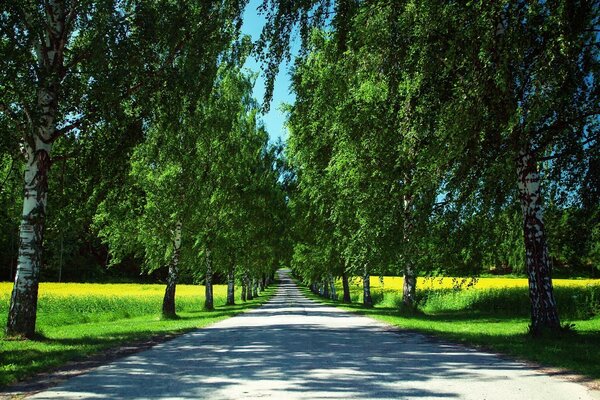 Strada nel parco con bellissimi alberi