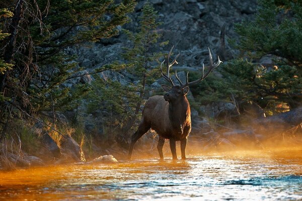 The deer came to the river to drink water