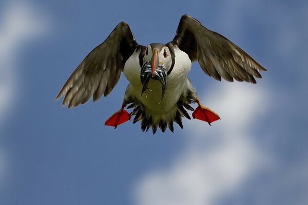 A bird carries a fish in its beak