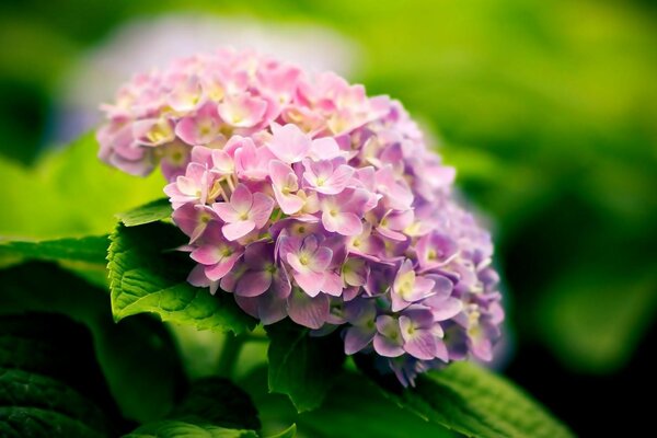 Flora Natur Blatt mit Blume