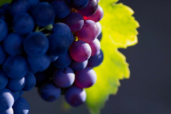 Bunches of grapes in the sun