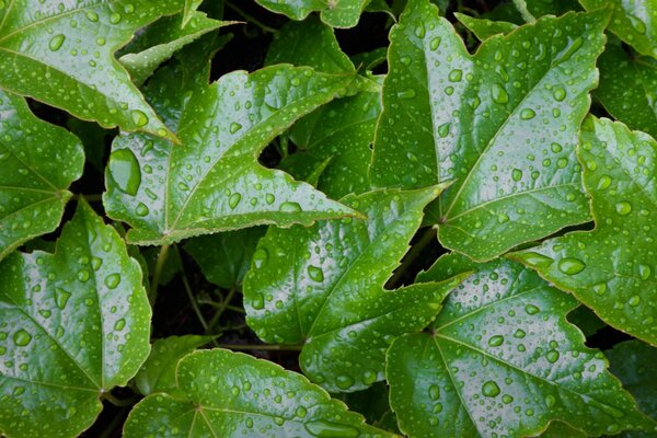 Maple leaves covered with dew