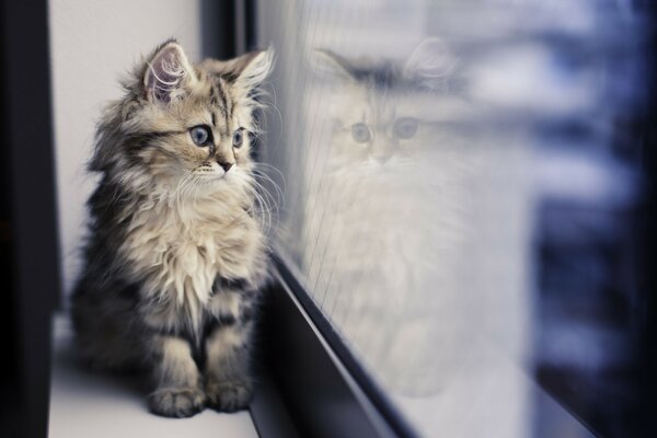 Retrato de un mamífero, gato mascota