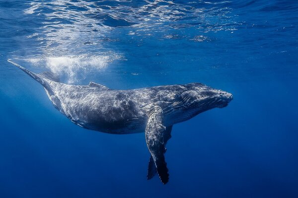 Water animals, underwater whale