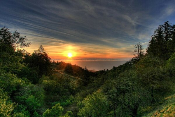 Sunset rays touch the tops of trees