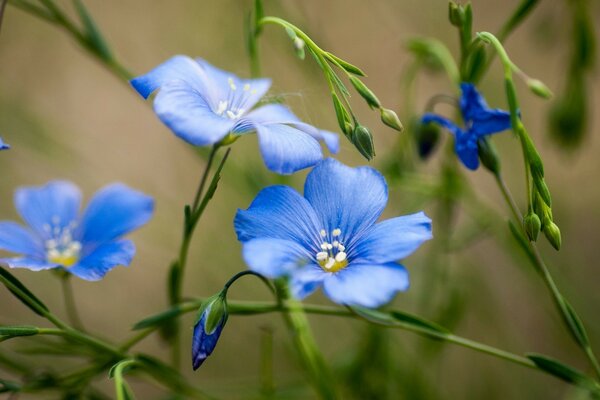 Flor delicada azul en el Prado