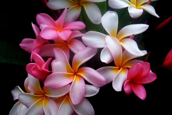 Tropische Frangipani-Blume auf schwarzem Hintergrund