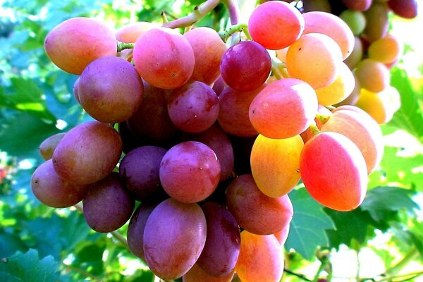 A bunch of grapes on a background of leaves