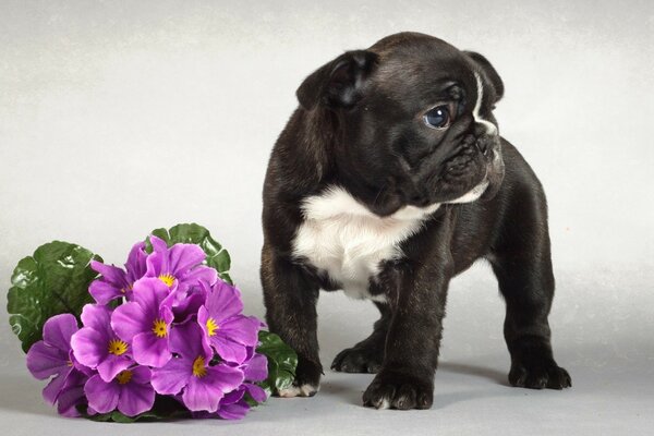 A black puppy stands next to a violet