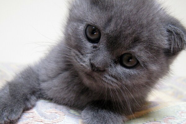 Chaton gris avec des yeux tristes