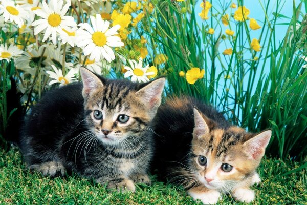 Chatons mignons chats pour animaux de compagnie