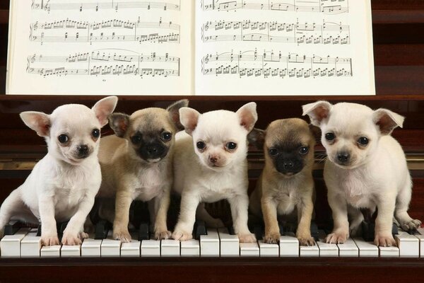 We will play a quick dog waltz for you