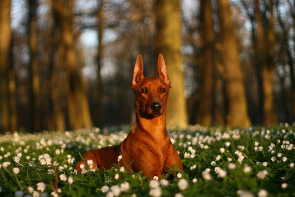 Ein reinrassiger Hund ruht sich in der Natur aus