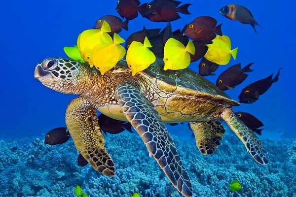 Peixes e tartarugas-sempre vêm para ajudar