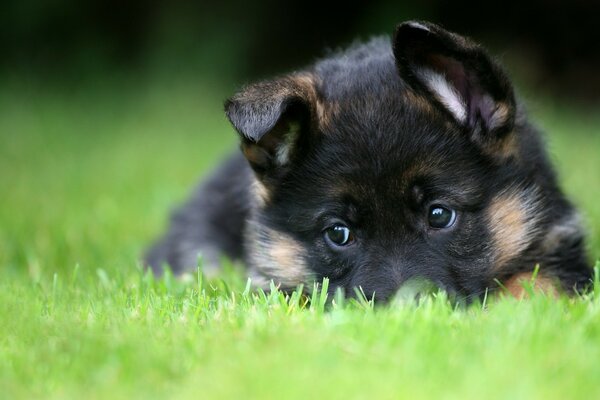 Çimlerdeki Alman Çoban köpeği yavrusu