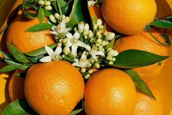 Mandarines juteuses avec des fleurs blanches