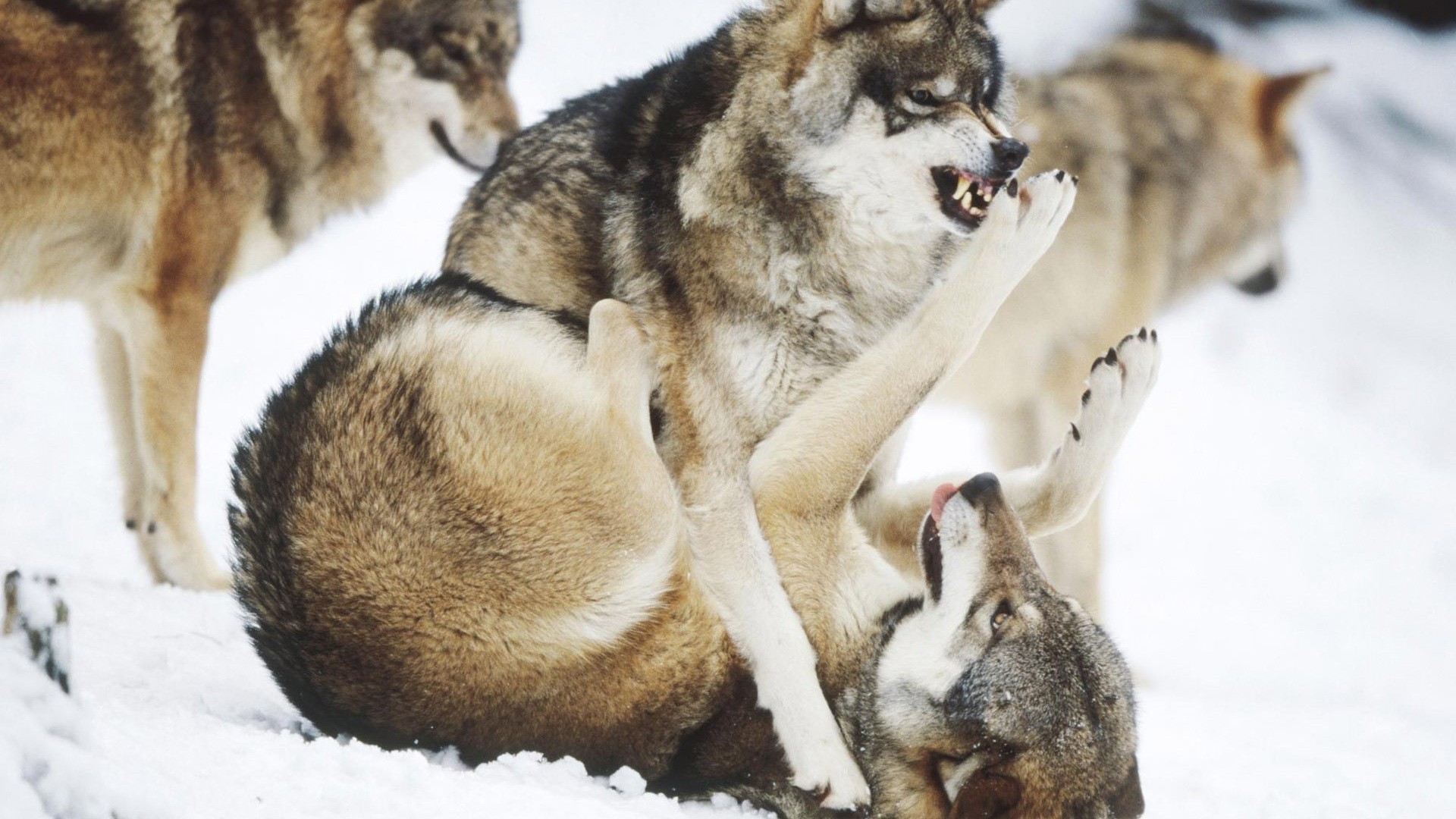 tiere säugetier winter hund tier wolf hundesportler schnee fell tierwelt natur niedlich grau kalt frostig haustier vorschau schlitten auge porträt