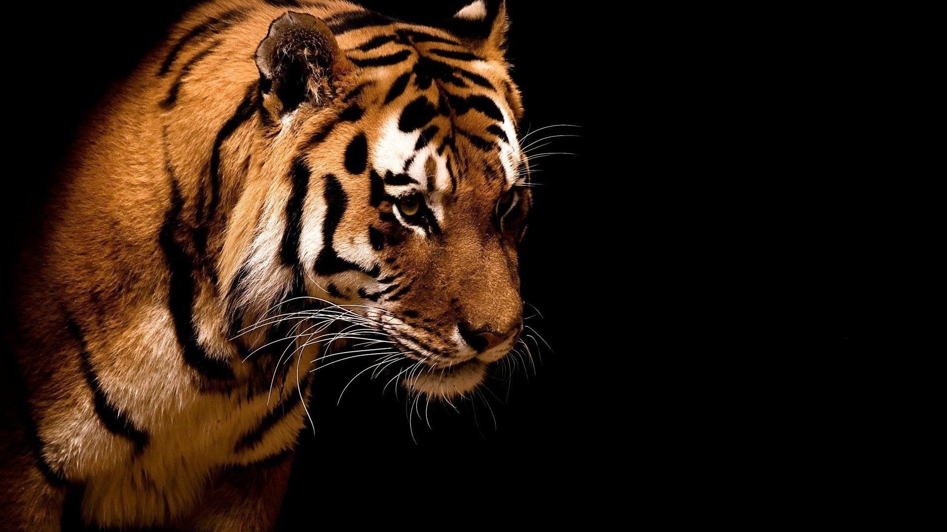 Тигр на черном фоне обои