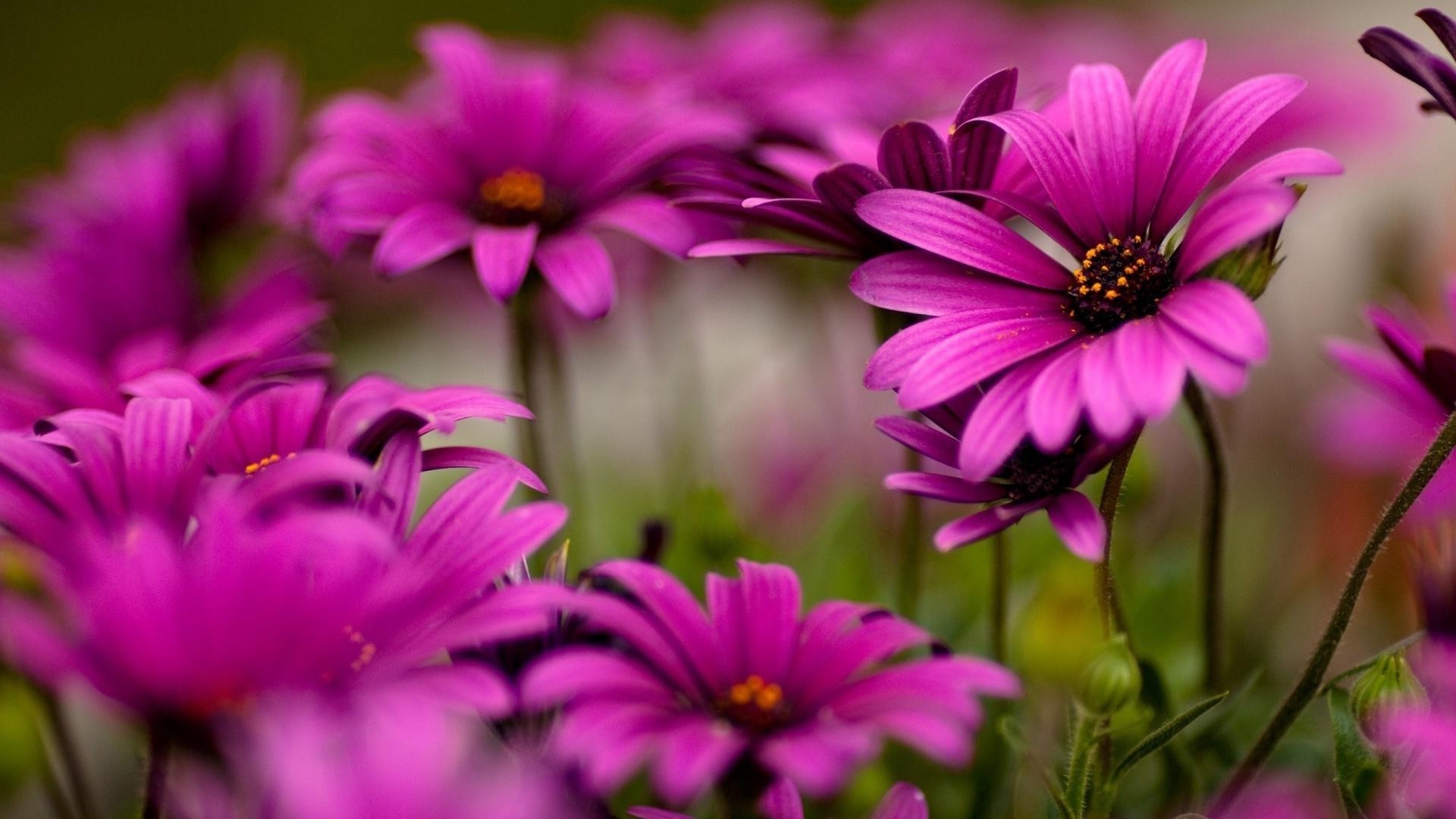 flowers nature flower flora garden summer petal blooming leaf color floral close-up bright growth beautiful field